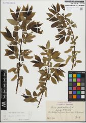 Foto von Salix fragilis L. x Salix pentandra L.